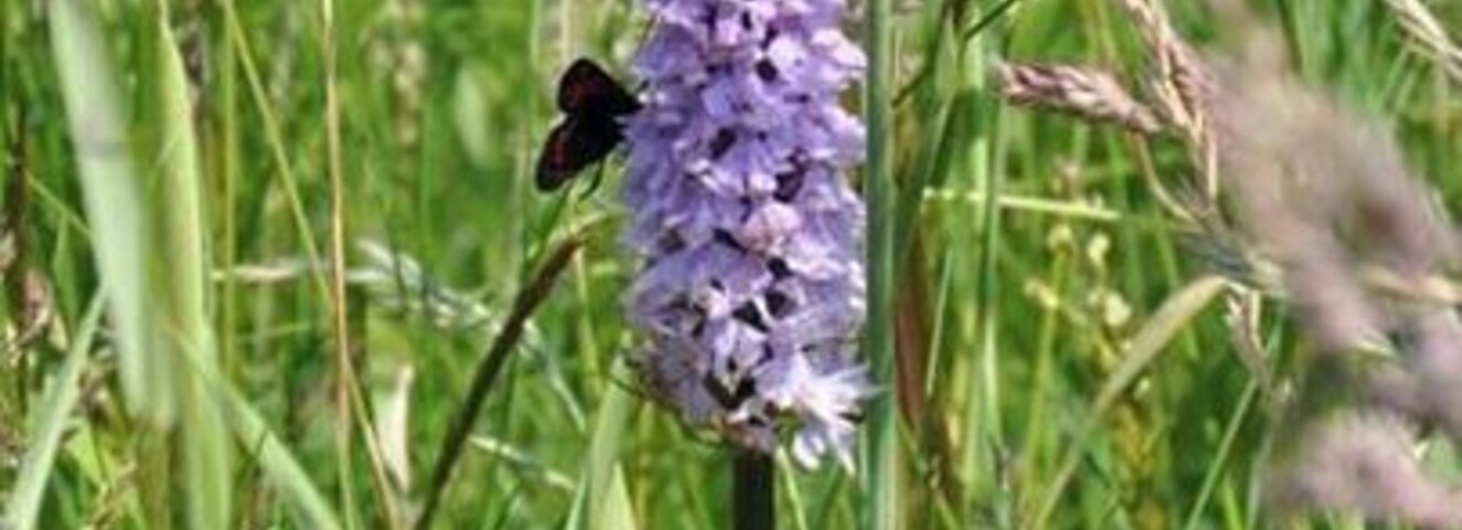 On a coastal walk from Filey Brigg to Scarborough, we kept seeing these pretty little moth-like insects. I couldn't be certain but it was either a 5 or 6 spotted burnet moth, which I later found out is a day-flying moth.