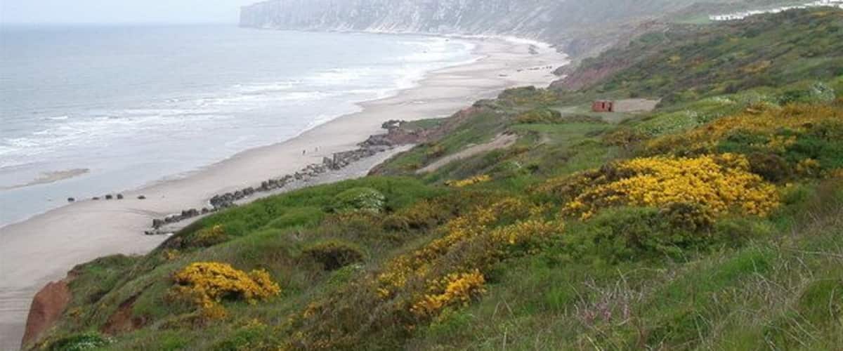 A coastal landscape with cliffs, a sandy beach, and yellow flowering shrubs.
