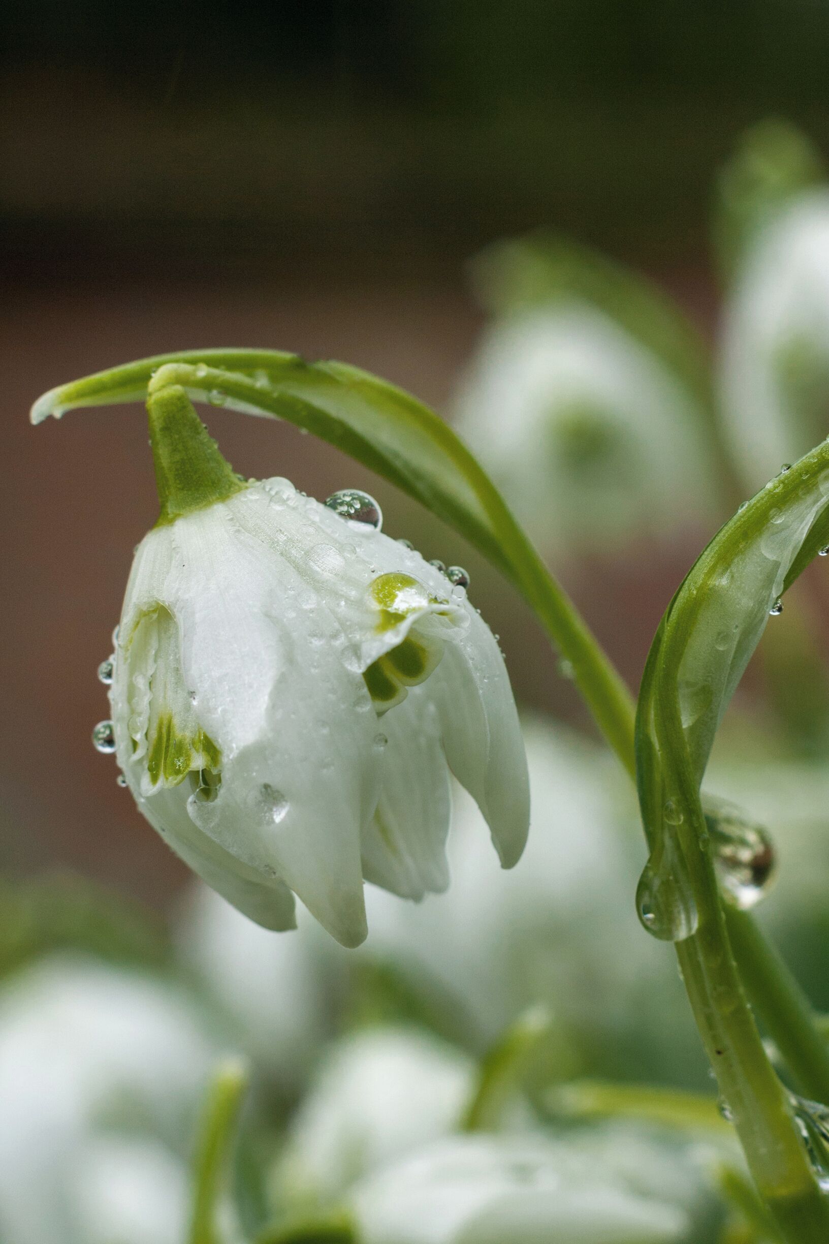 A lovely old style church yard. Lots of flowers all year round.

#winter #snowdrops #flowers