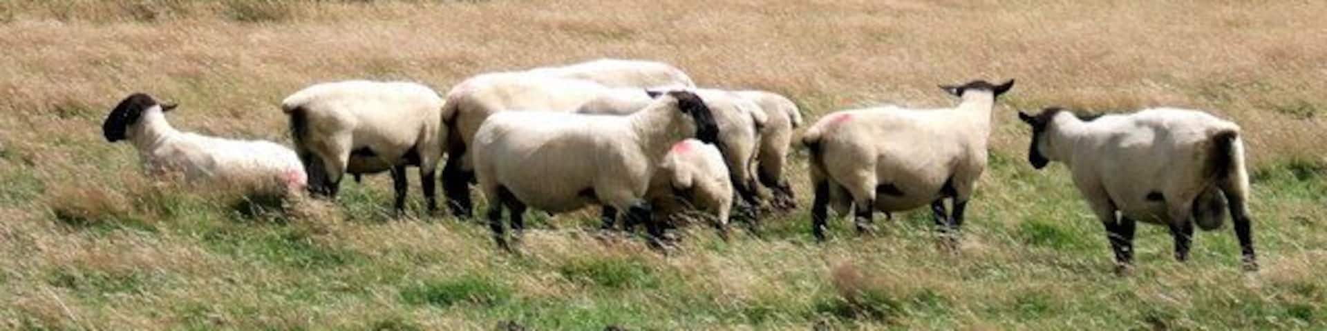 Tups Male bonding in the upland pastures to the south of Dinas Mountain, with the Preseli mountain range in shadow beyond.