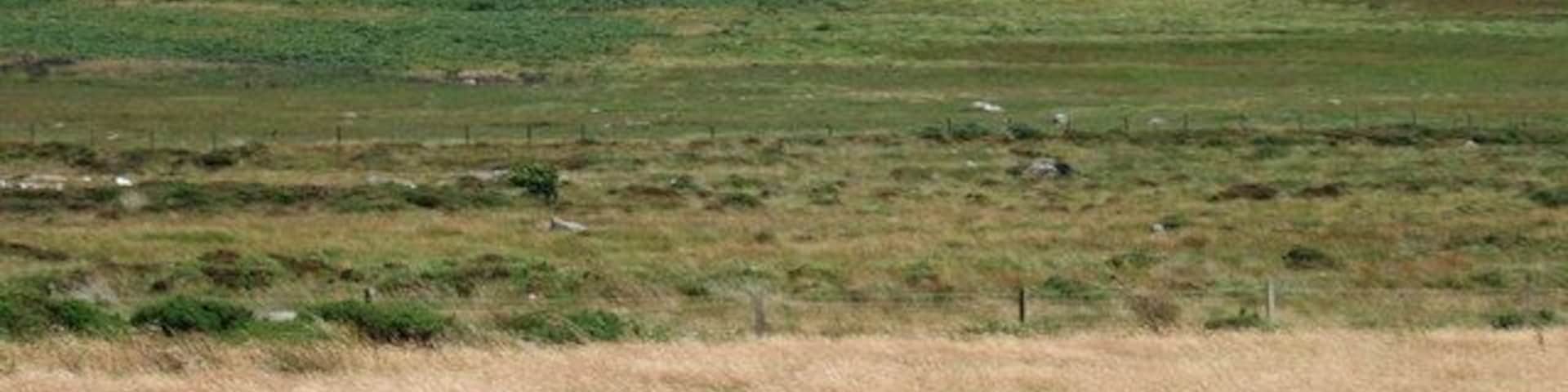 Tups Male bonding in the upland pastures to the south of Dinas Mountain, with the Preseli mountain range in shadow beyond.