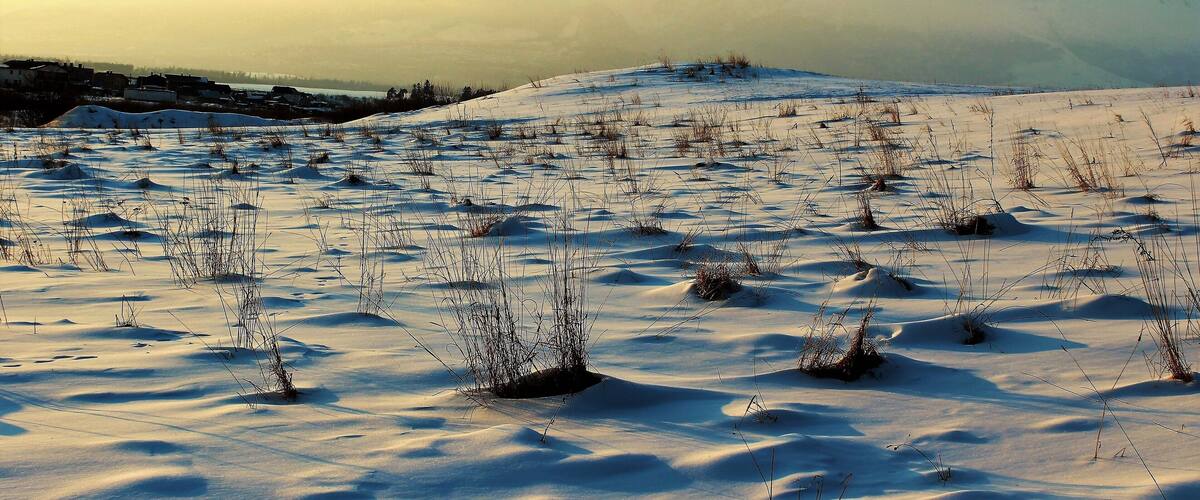 A snow-covered landscape with sparse vegetation and distant mountains.