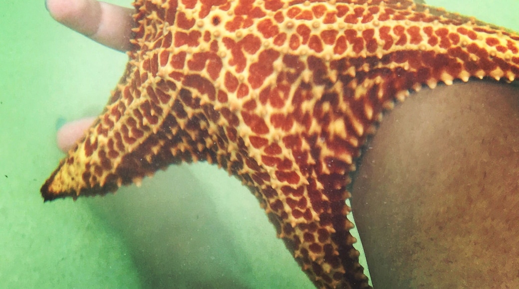 If you’ve ever wanted to touch starfish, go to Starfish Point in Grand Cayman. Always keep the starfish in water. Pick them up and flip them over but set them down gently right side up. #LifeAtExpedia #GrandCayman #Starfish #OceanLife