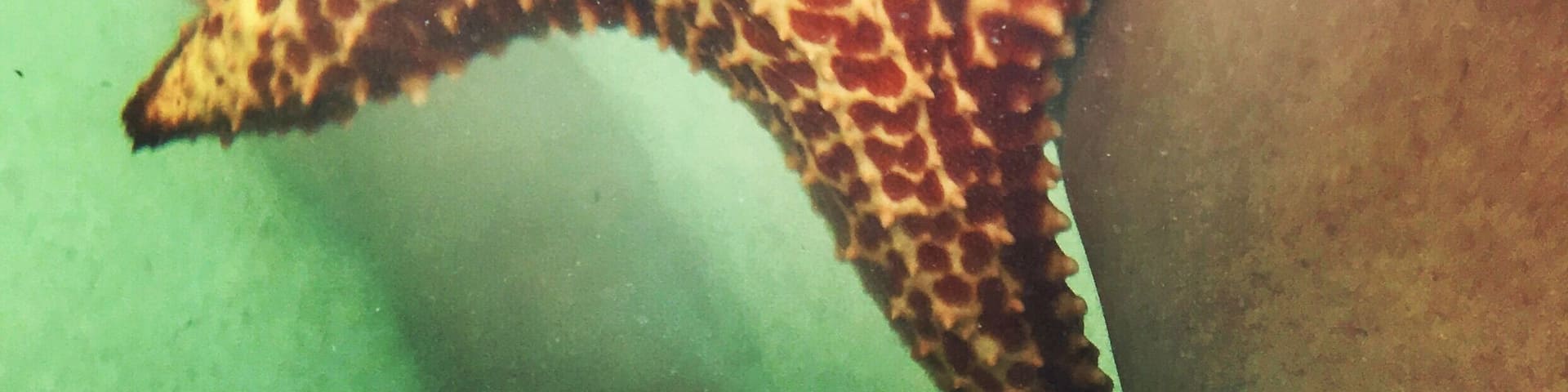 If you’ve ever wanted to touch starfish, go to Starfish Point in Grand Cayman. Always keep the starfish in water. Pick them up and flip them over but set them down gently right side up. #LifeAtExpedia #GrandCayman #Starfish #OceanLife