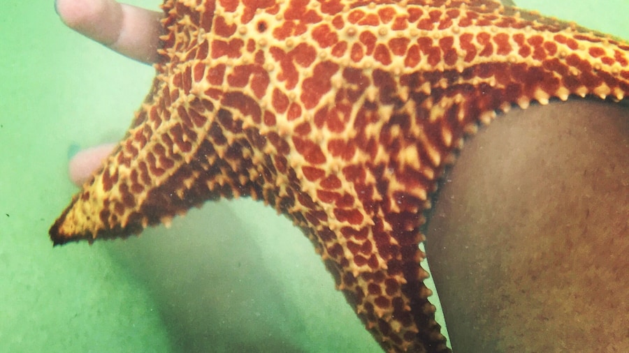 If you’ve ever wanted to touch starfish, go to Starfish Point in Grand Cayman. Always keep the starfish in water. Pick them up and flip them over but set them down gently right side up. #LifeAtExpedia #GrandCayman #Starfish #OceanLife