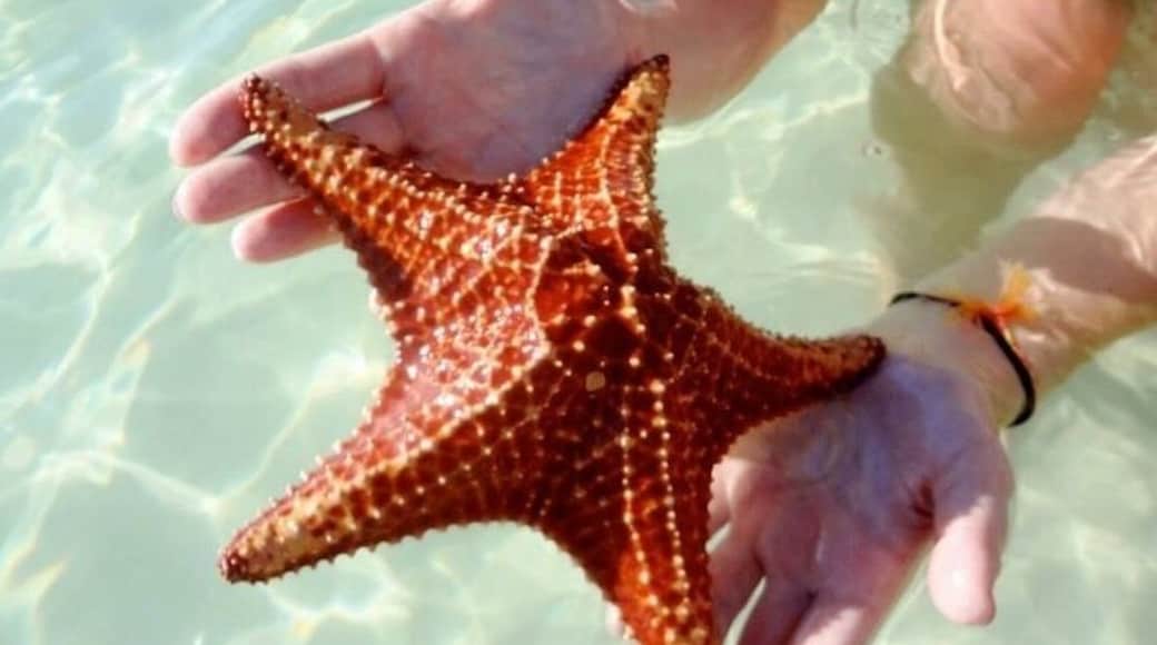 Amazing starfish to be held !