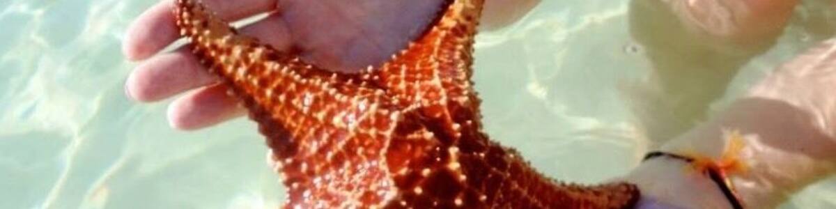 Amazing starfish to be held !