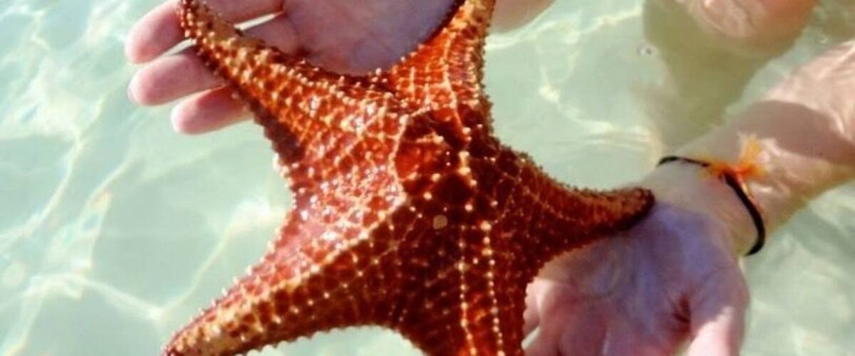 Amazing starfish to be held !