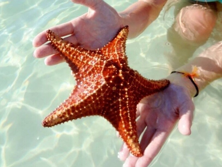 Amazing starfish to be held !