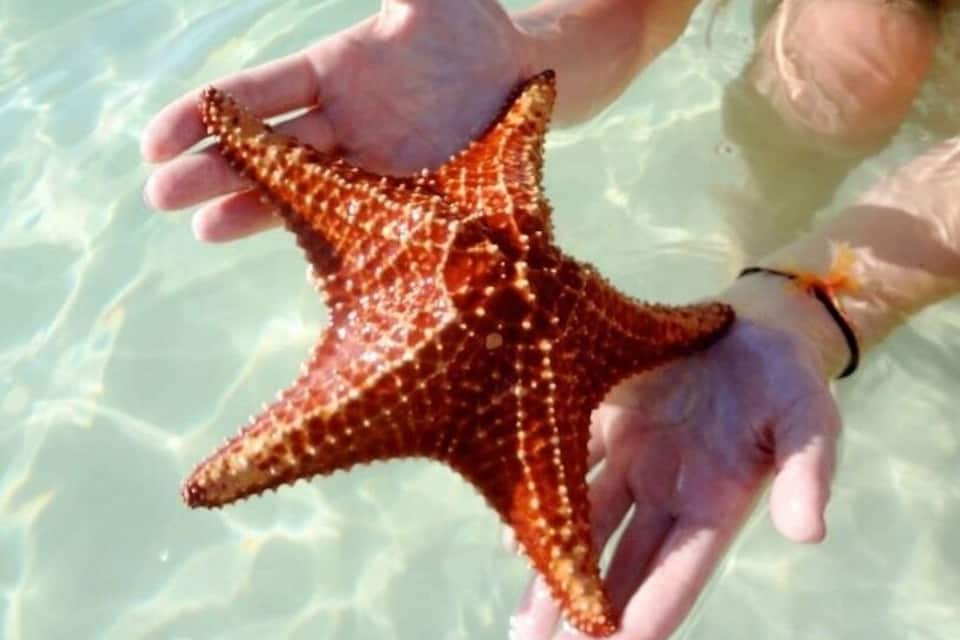 A person holding a starfish in clear water.