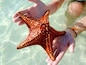 Amazing starfish to be held !