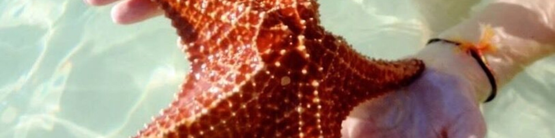 Amazing starfish to be held !