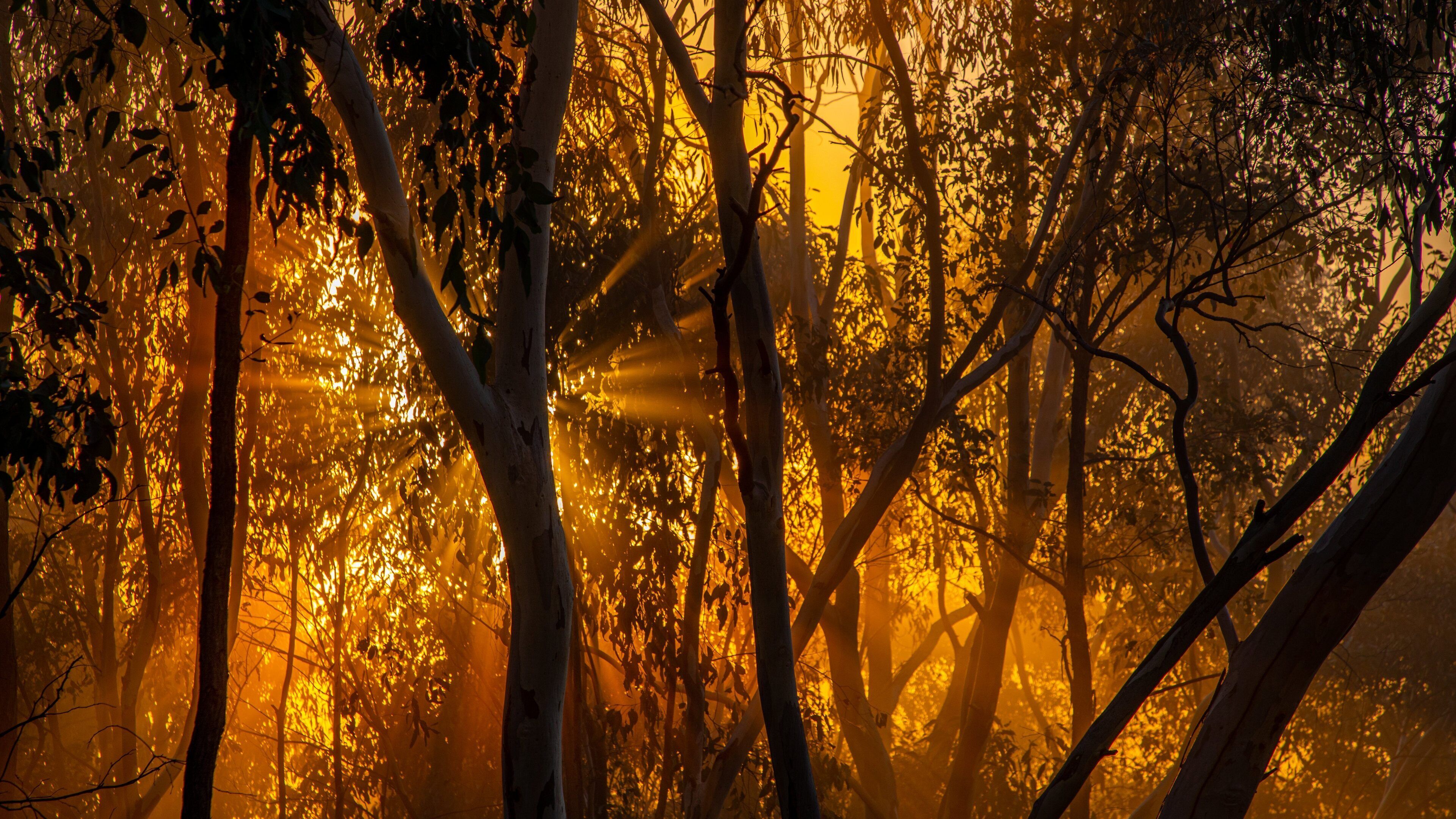 Albury which includes a sunset and forest scenes