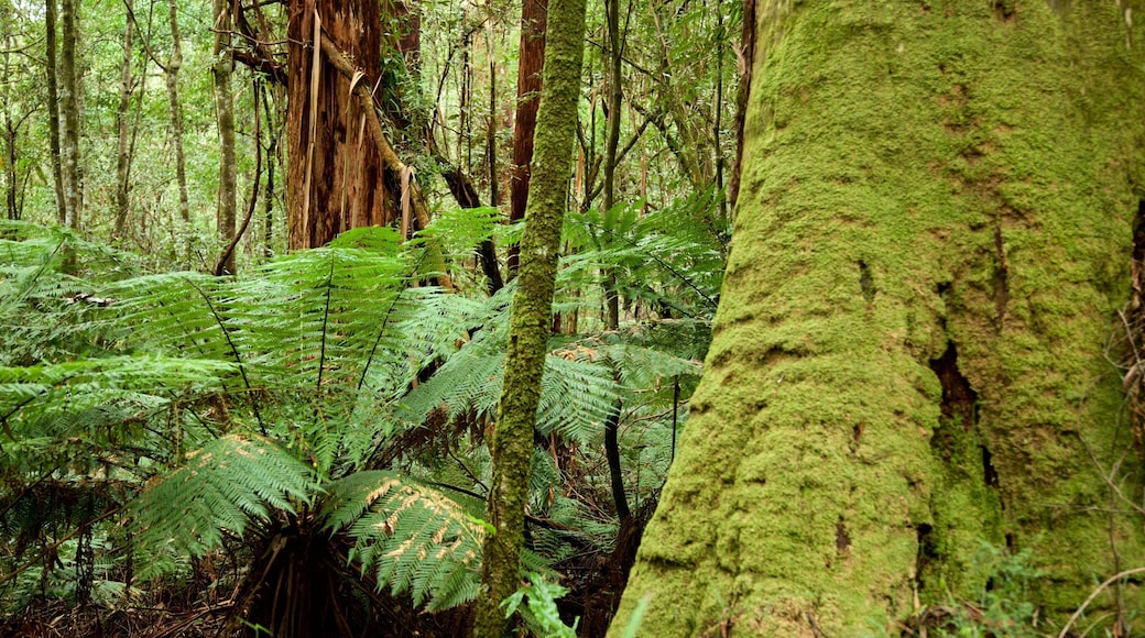 Great Otway National Park featuring rainforest
