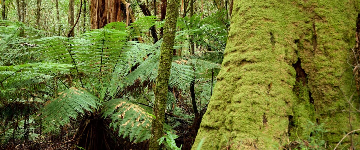 Great Otway National Park featuring rainforest