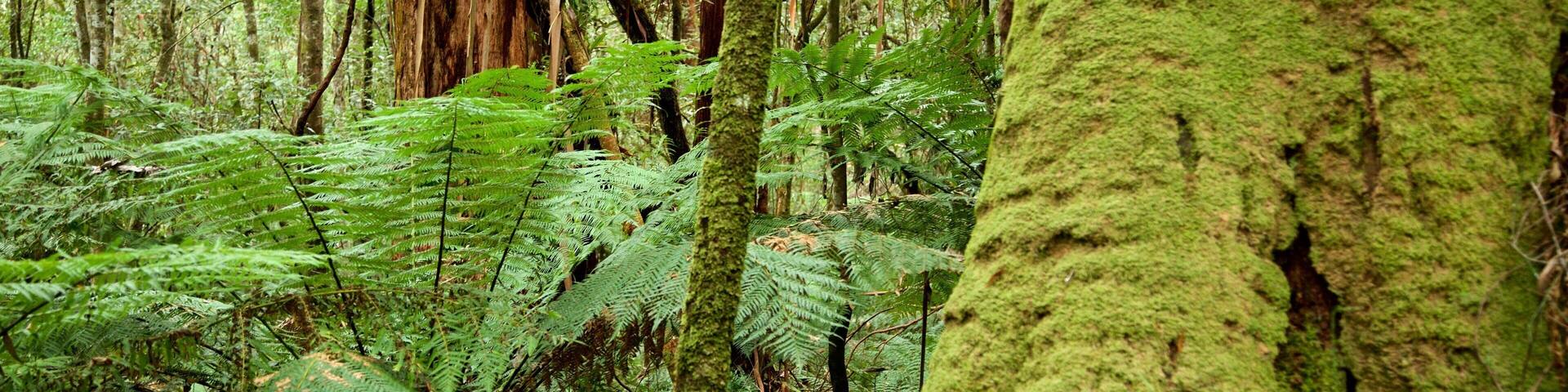 Great Otway National Park featuring rainforest