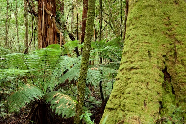 Great Otway National Park featuring rainforest