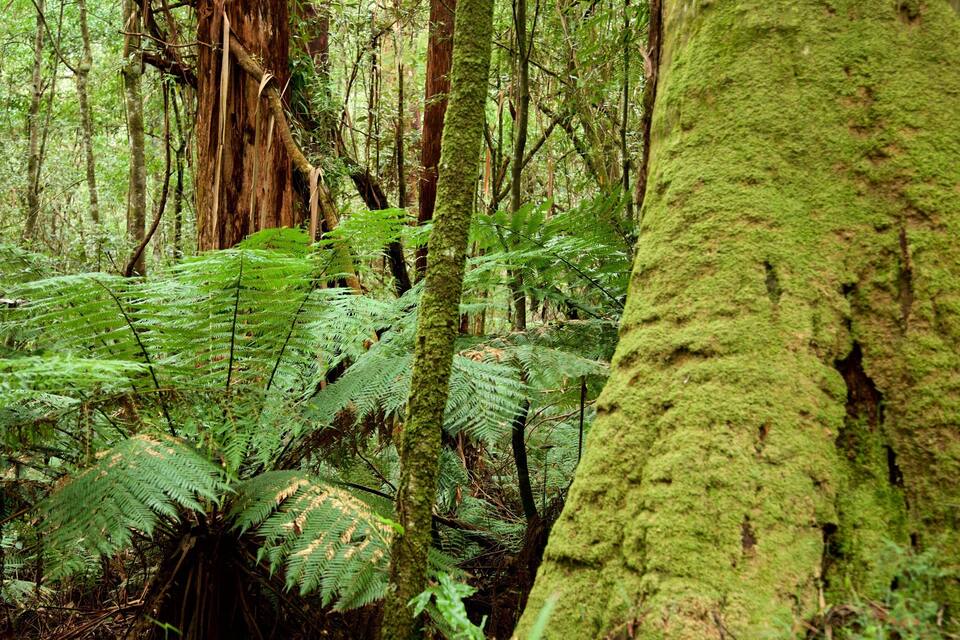 A dense forest with large moss-covered trees and ferns.
