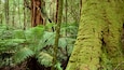 Great Otway National Park featuring rainforest