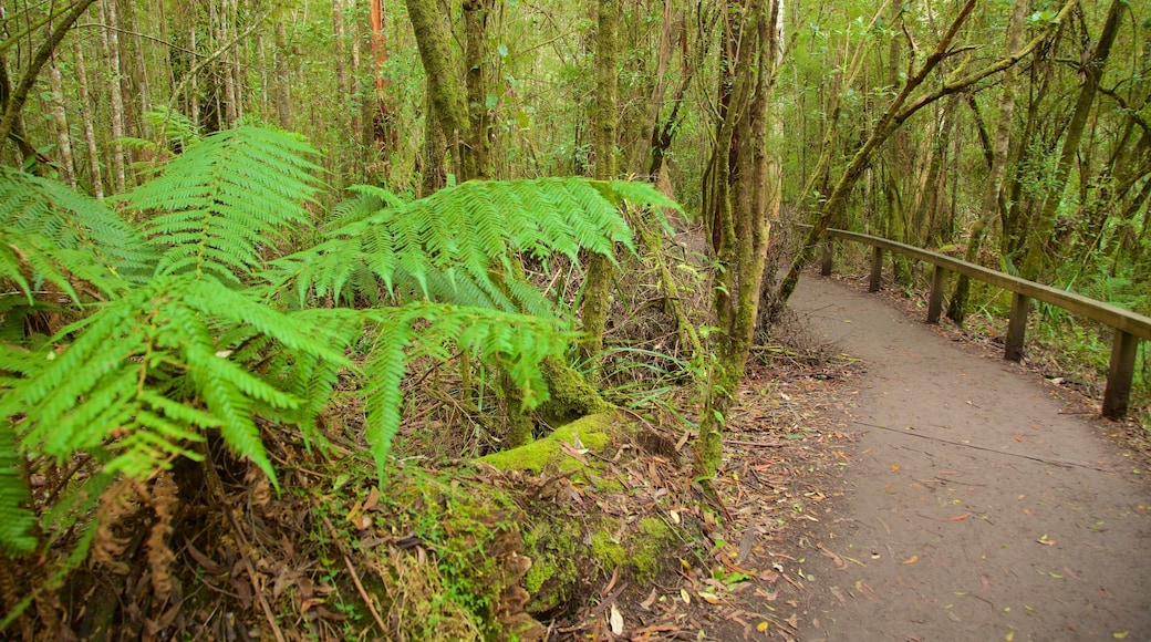 Great Otway National Park showing rainforest