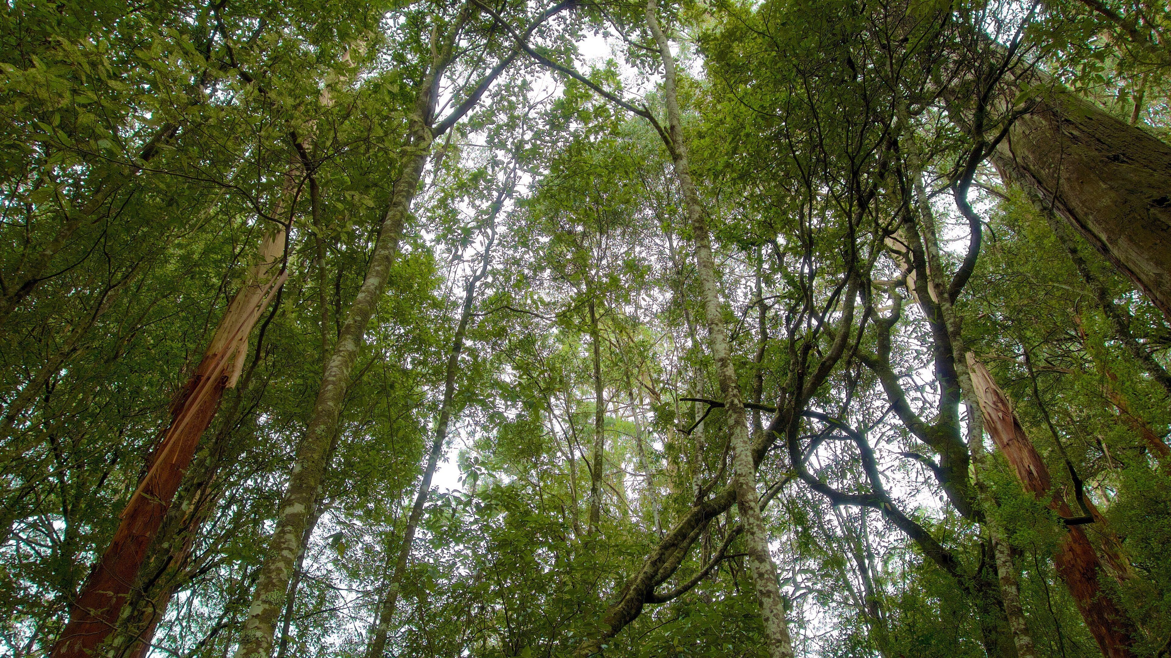 Great Otway National Park montrant forêts