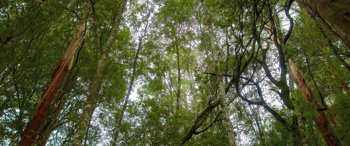 Great Otway National Park mostrando cenas de floresta
