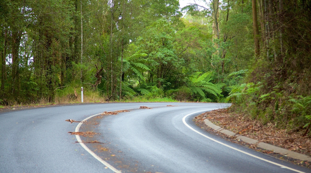 Great Otway National Park showing rainforest