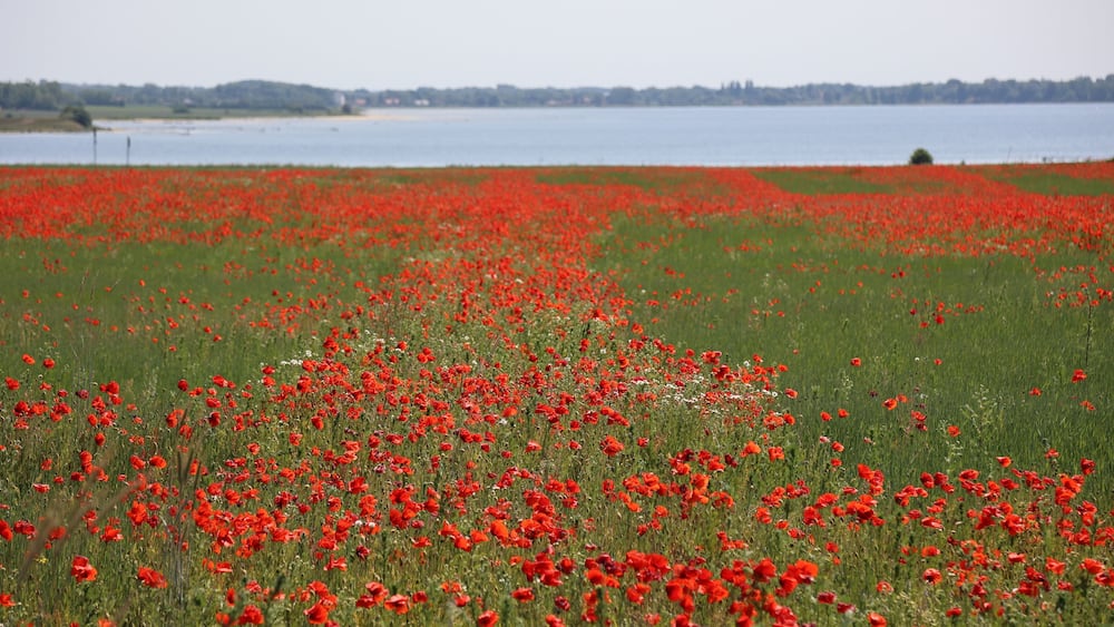 field of poppies at the water