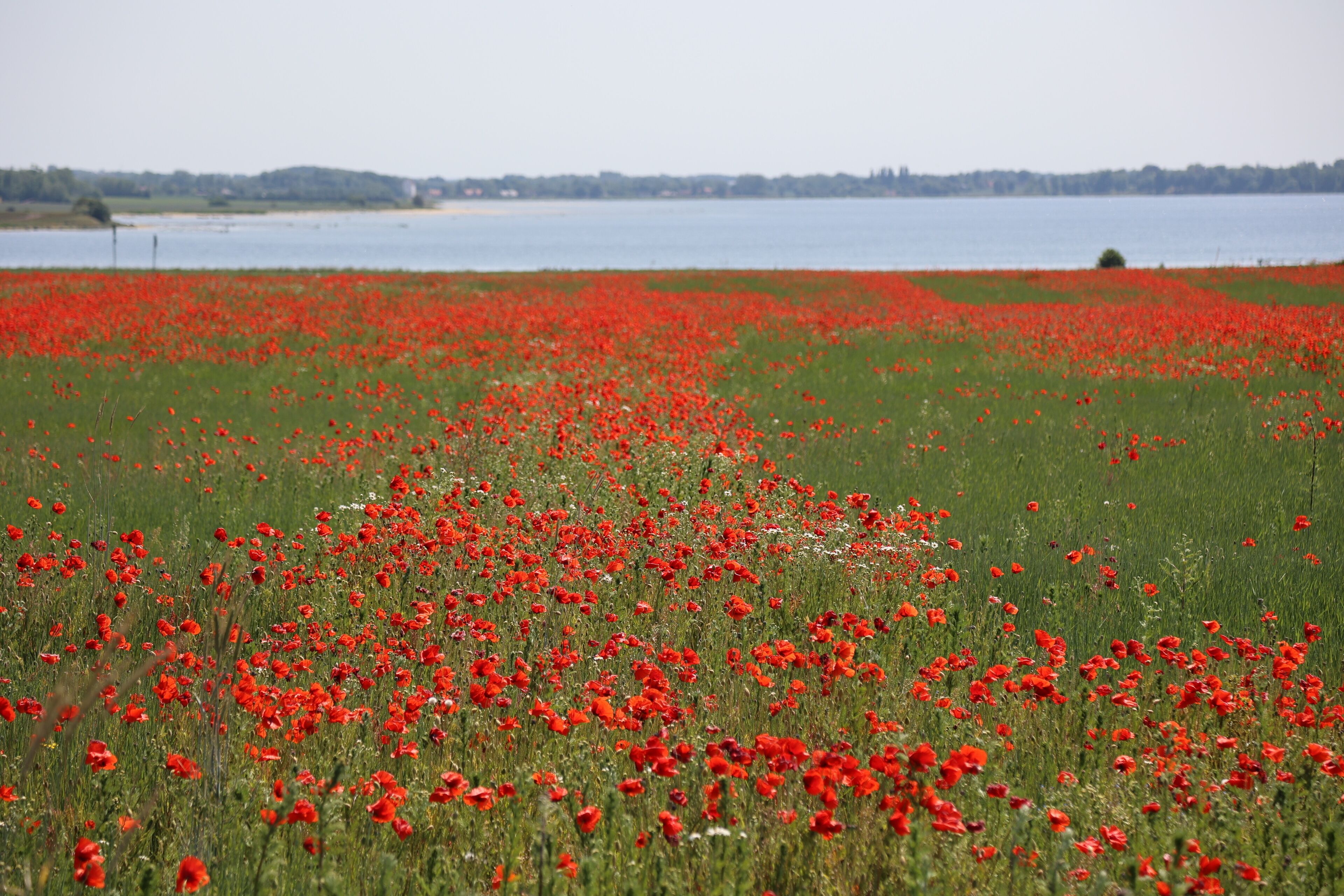 A field of red poppies by a lake.