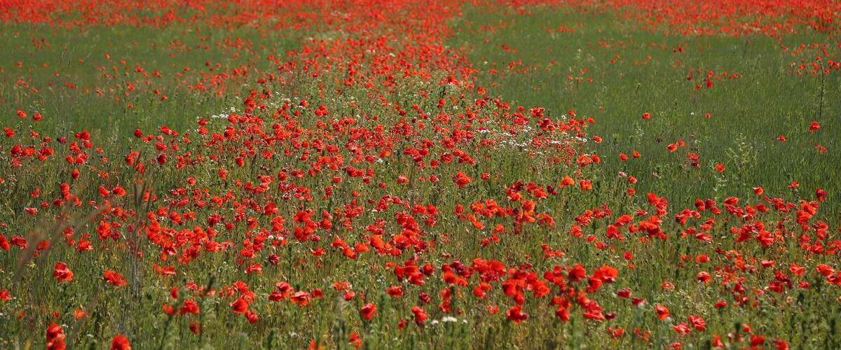 A field of red poppies by a lake.