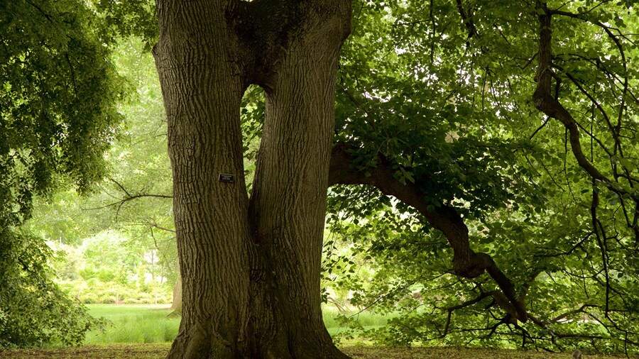 Brooklyn Botanic Gardens