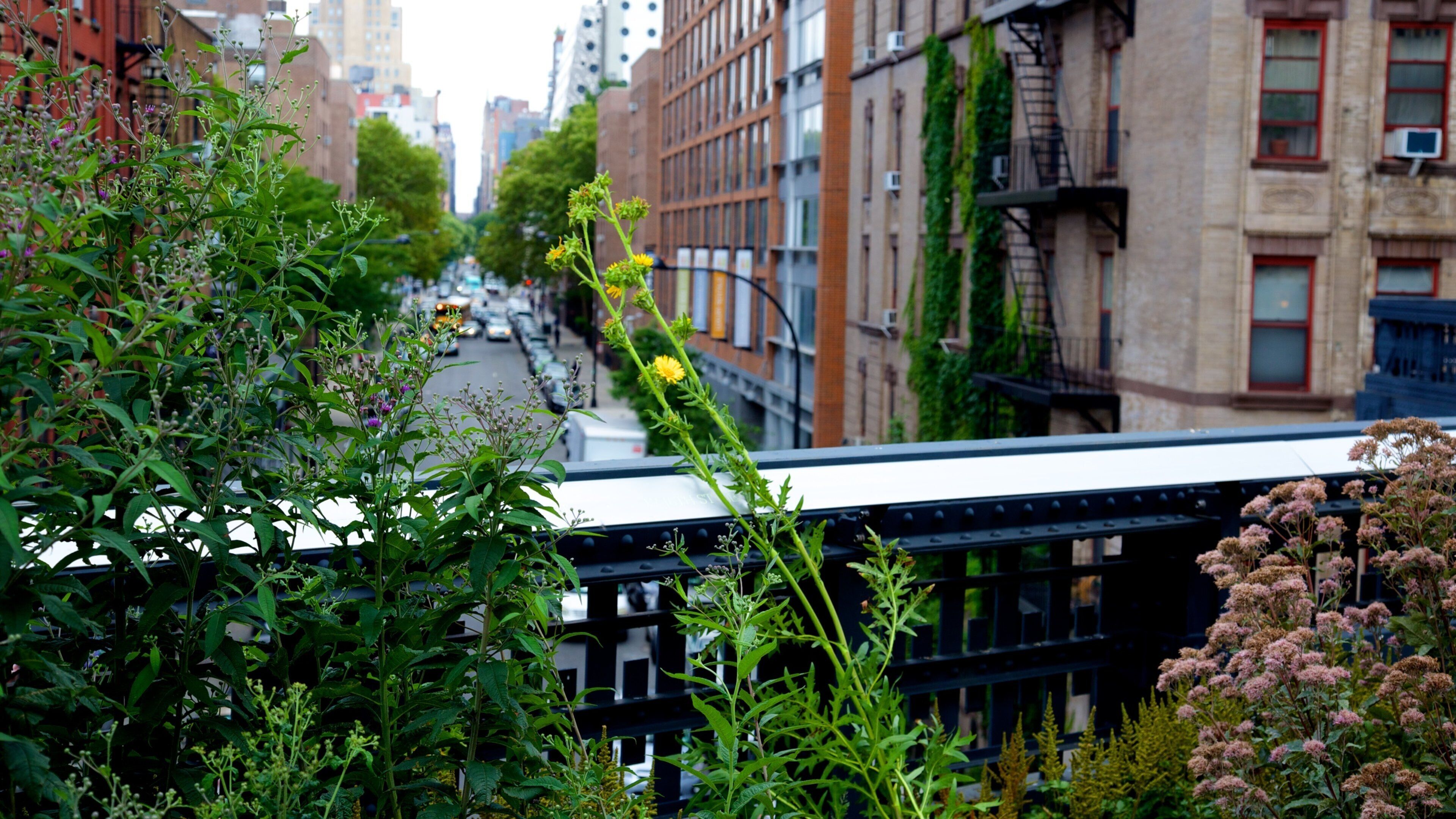 The High Line Park toont een stad en bloemen