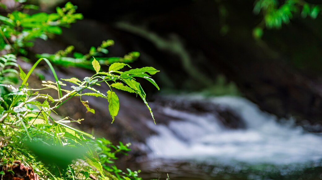 Vegetation alongside a river in the Penado rainforest, Rio de Janeiro.