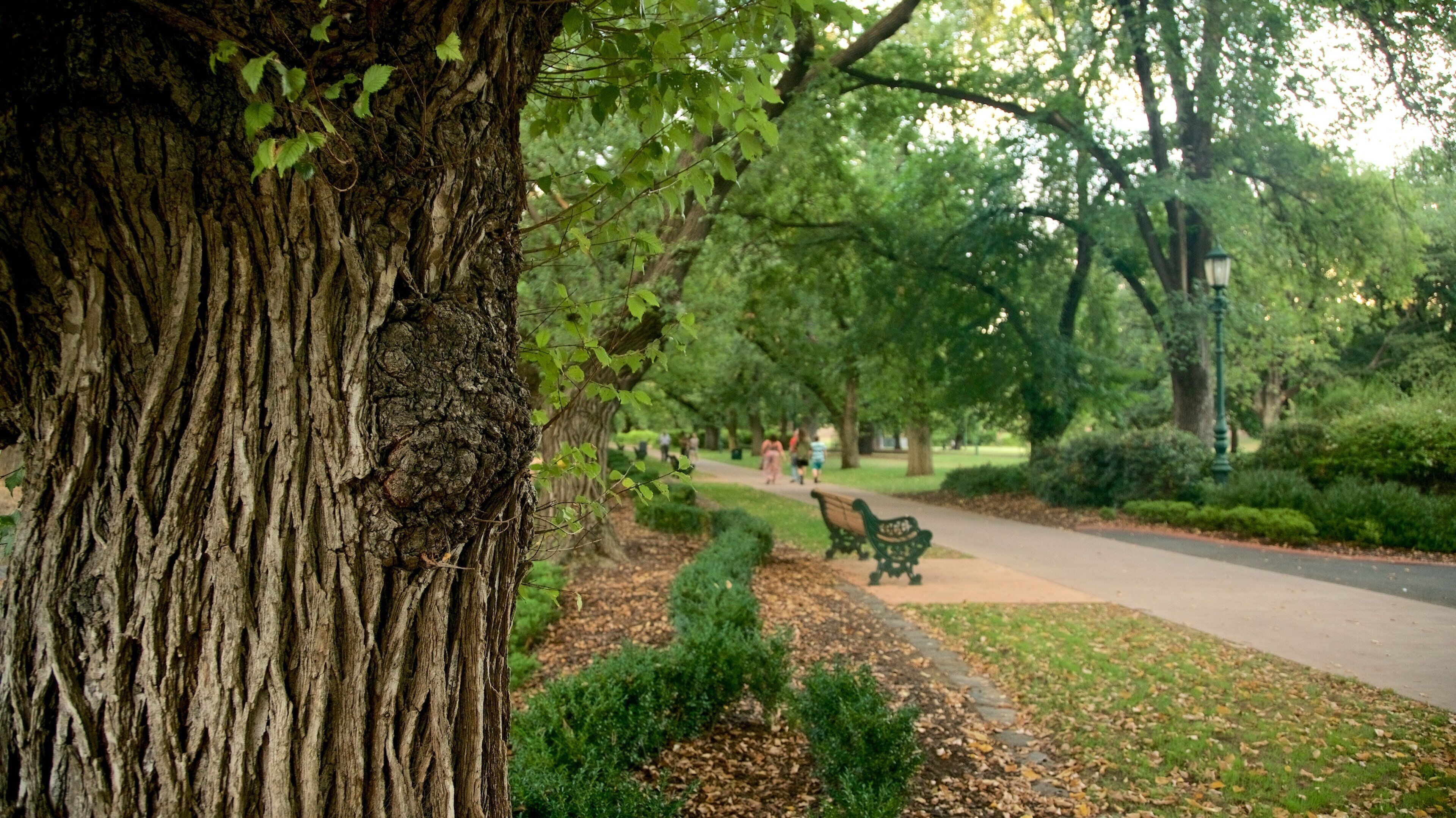 Rosalind Park featuring a garden