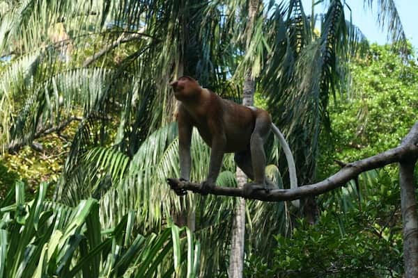 A monkey on a tree branch surrounded by dense green foliage.
