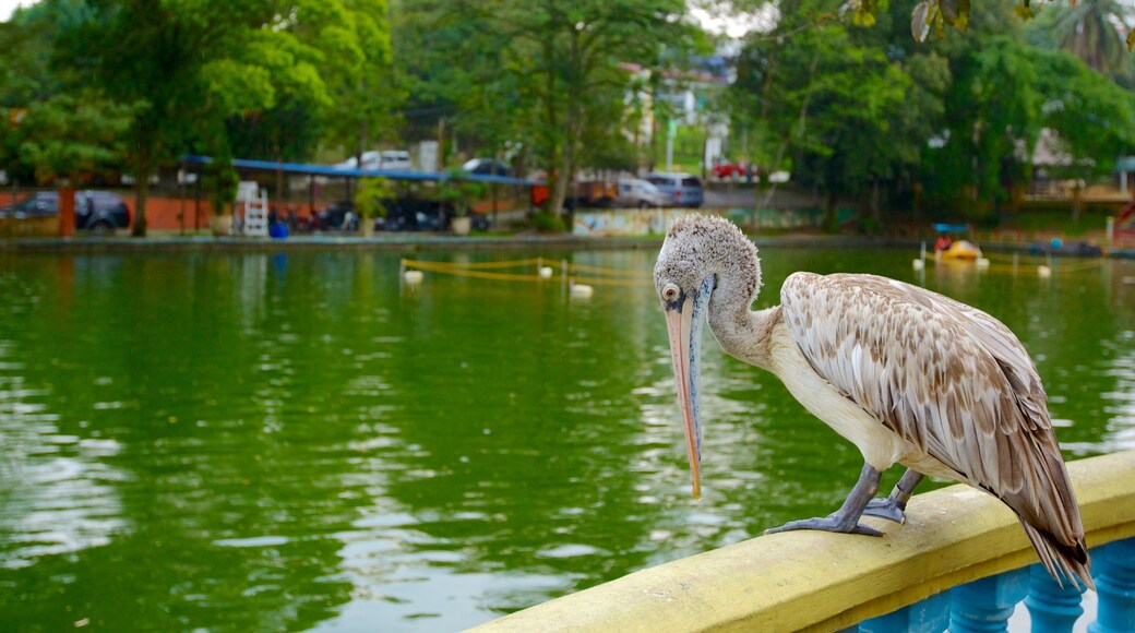 Central District which includes bird life, zoo animals and a pond