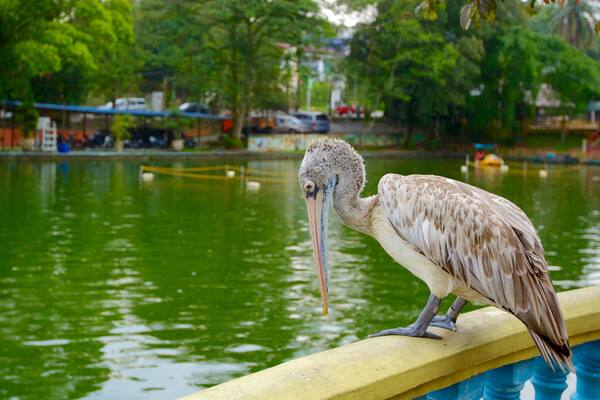 Central District which includes bird life, zoo animals and a pond