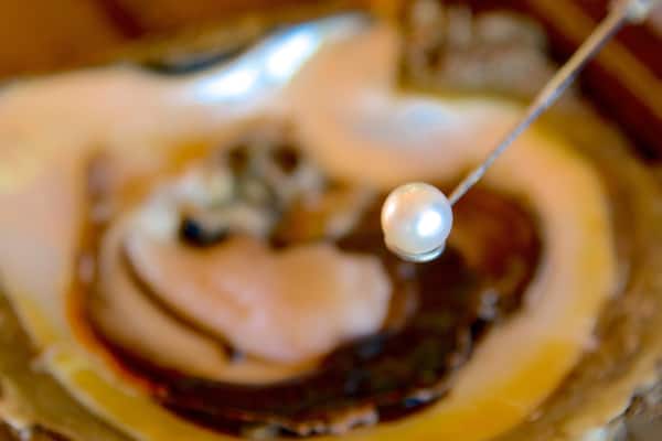 Willie Creek Pearl Farm das einen Innenansichten