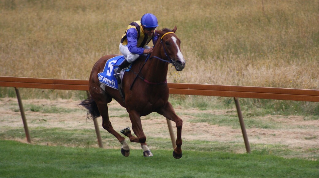 Hanging Rock Country Races - New Year's Day 2011. The following year kangaroos on the race course stopped the event. A cheap and exciting family day out which should be combined with a picnic lunch. Come early to secure a place by the racecourse.