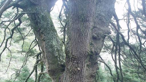 Spanish Fir Abies pinsapo "Pinsapo de las "Escaleretas", Sierra de las Nieves, Andalucía, España.