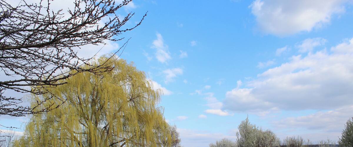 A pond with a wooden deck, a willow tree, and a grassy area with trees.