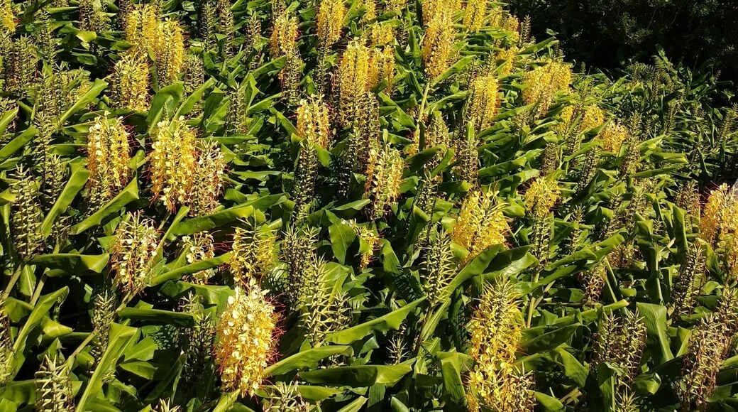 Little village of Flores island