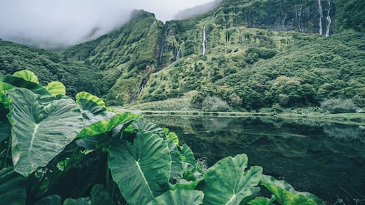 Amazing natural sight on Flores island. Waterfalls all around.
#trover #portugal #azores #hiking #nature #waterfalls
Make sure you follow me on:
https://www.facebook.com/ShotByCanipel/
https://www.instagram.com/canipel/