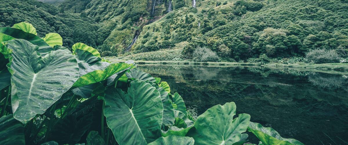 A lush valley with waterfalls and a calm lake surrounded by dense greenery.