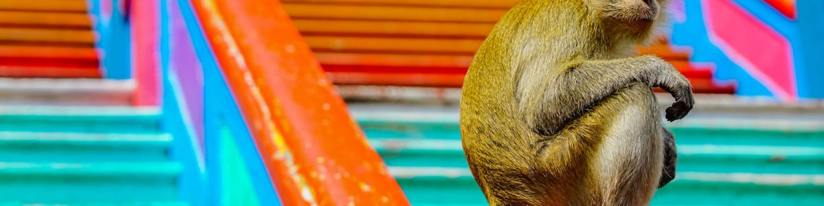 A monkey sitting on a pumpkin.