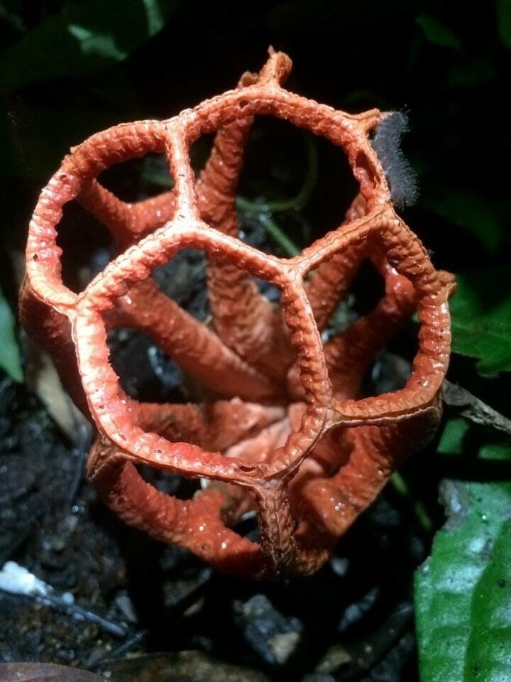 Latticed Stinkhorn mushroom.  #fauna selvatica