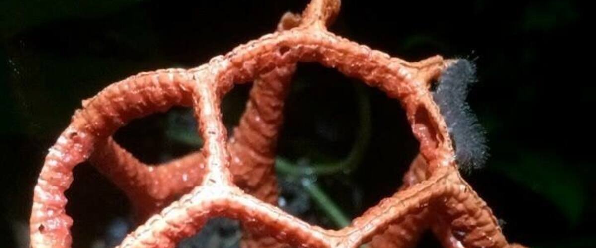Latticed Stinkhorn mushroom.  #fauna selvatica