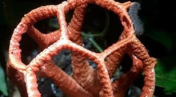 Latticed Stinkhorn mushroom. #fauna selvatica