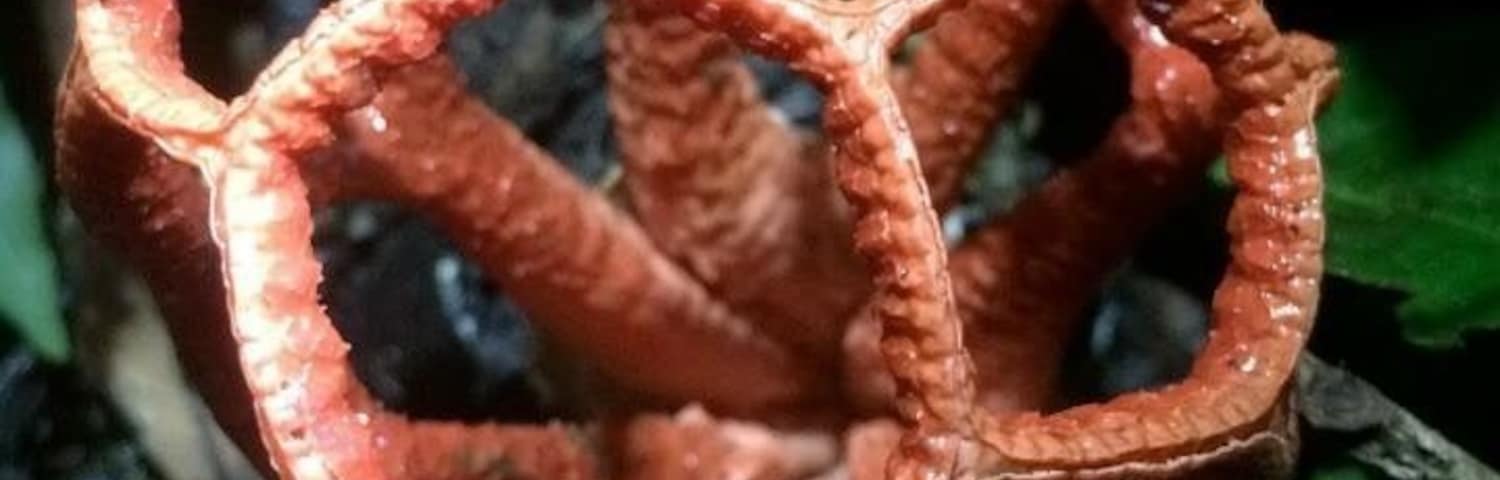 Latticed Stinkhorn mushroom.  #fauna selvatica