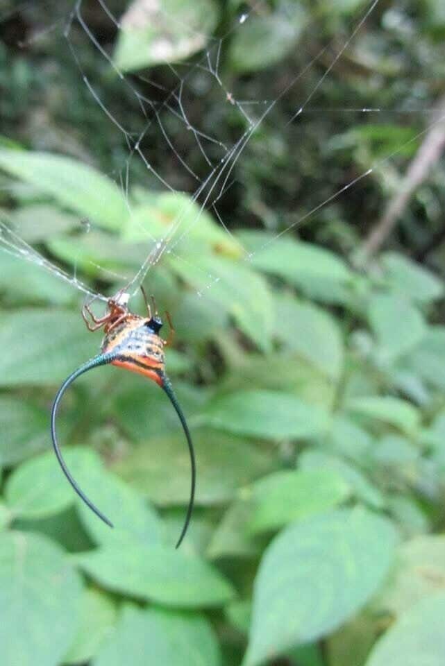 Spider spinning web. (The 'horns' that you see are to make the spider appear larger & scarier)